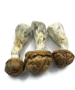 Penis Envy - (Mushrooms)